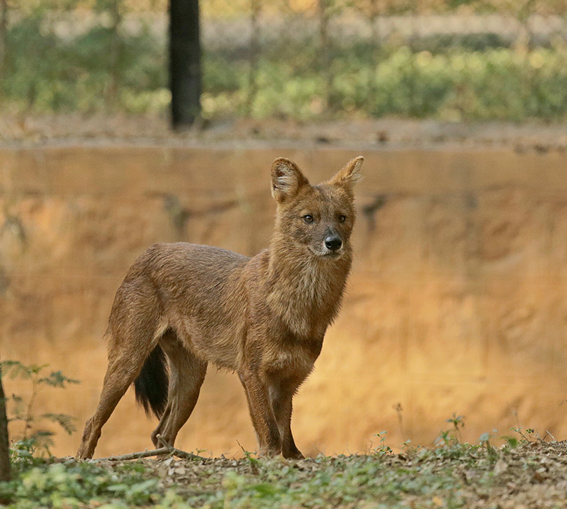 Dhole