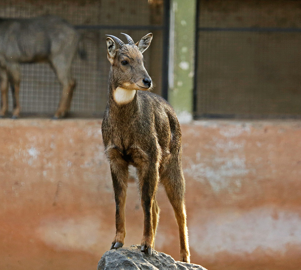 Goral