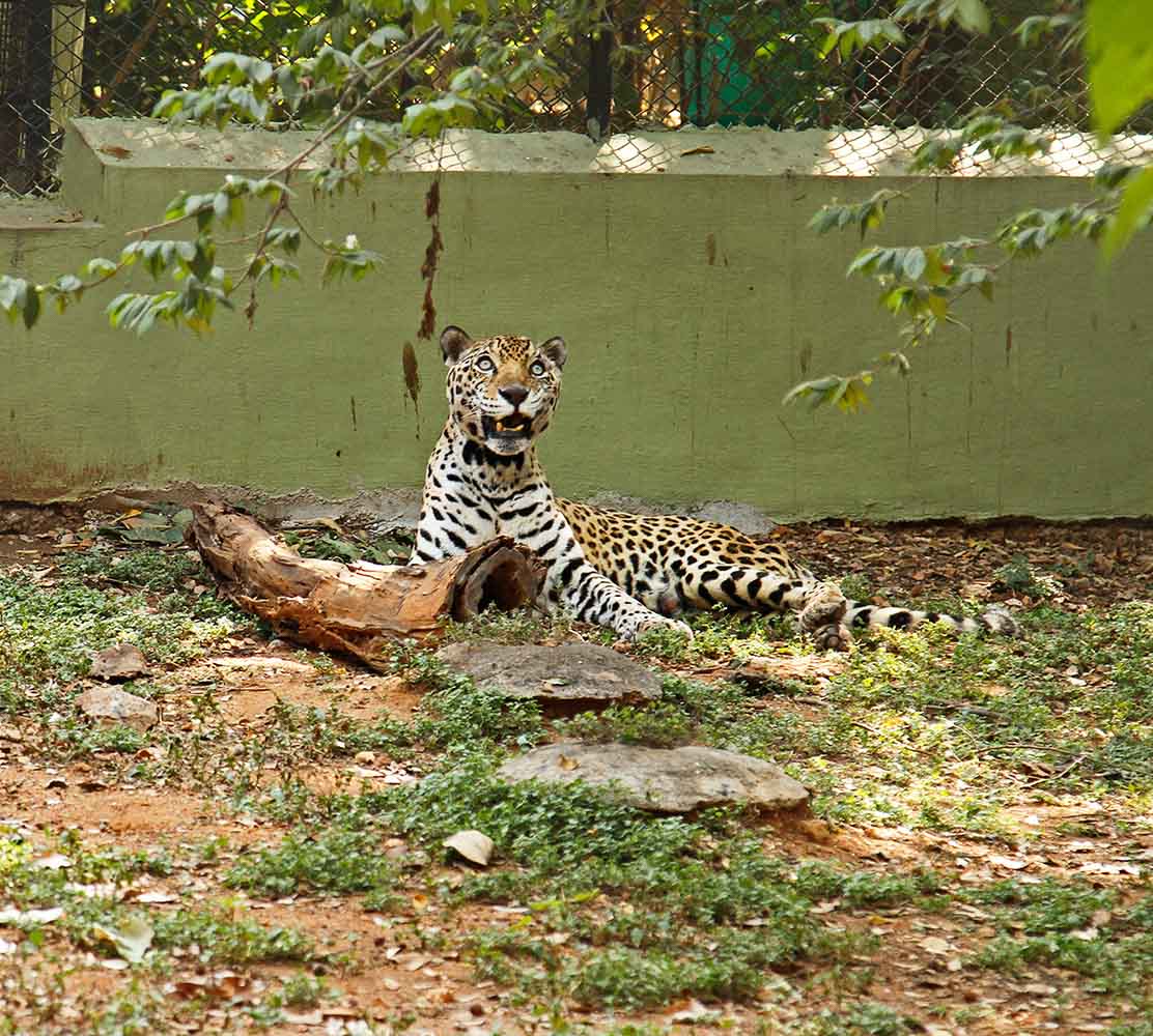 Jaguar