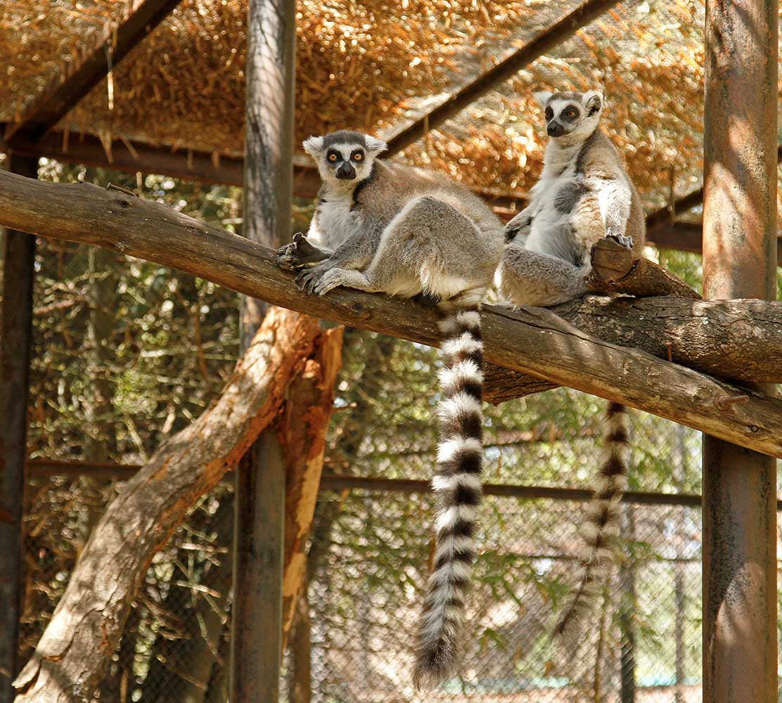 Ring Tailed Lemur