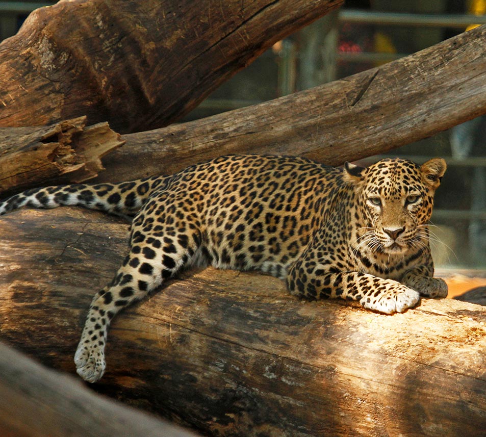 Leopard