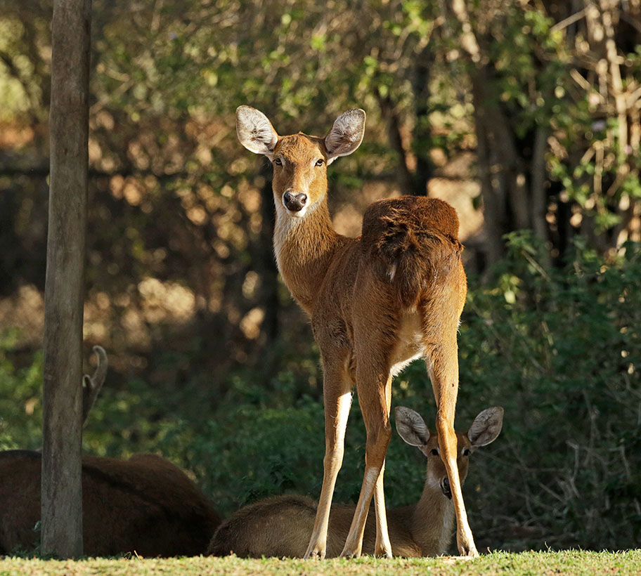 Thamin Deer