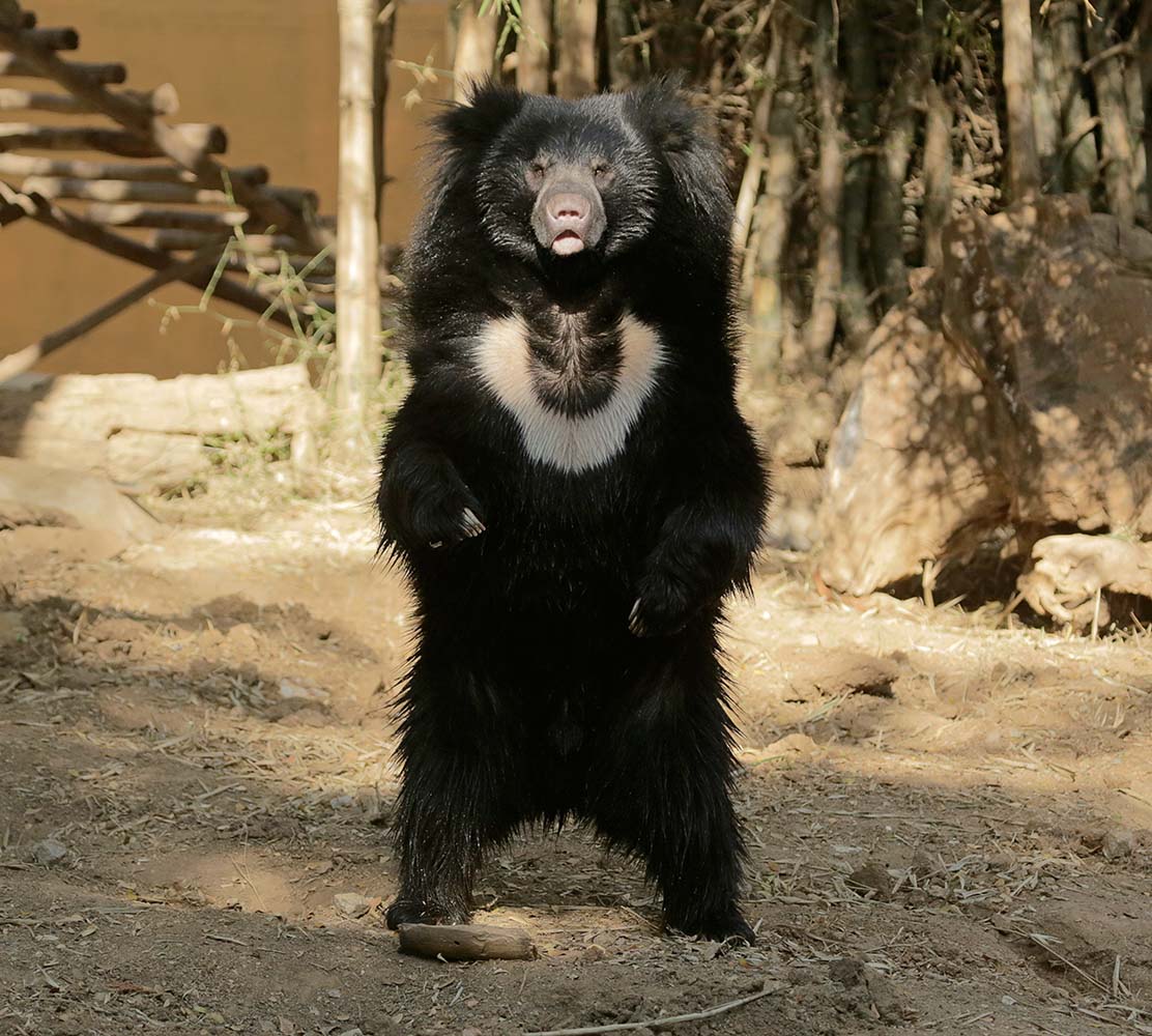 Sloth Bear