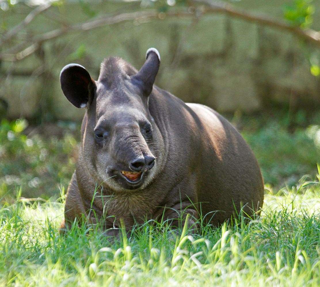 South American Tapir