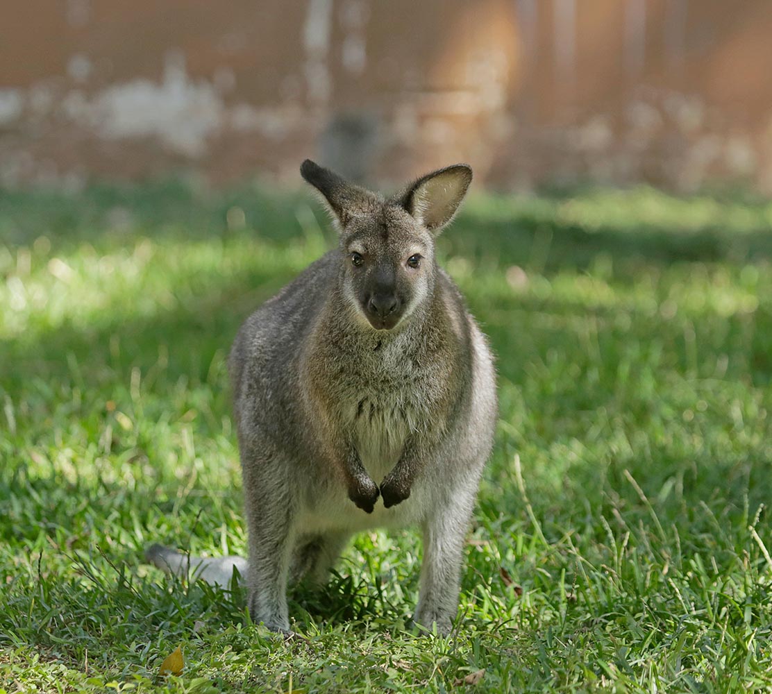 Red Necked Wallaby