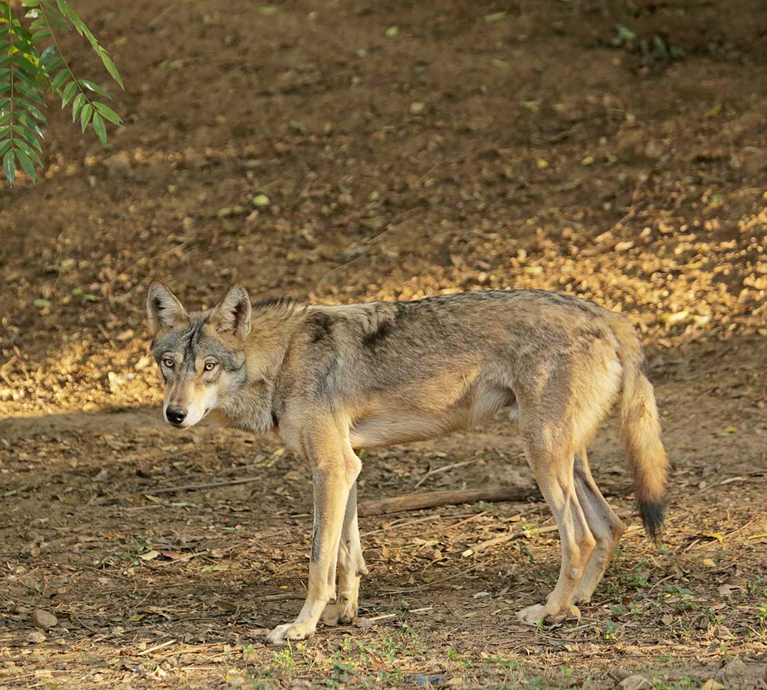 Wolf