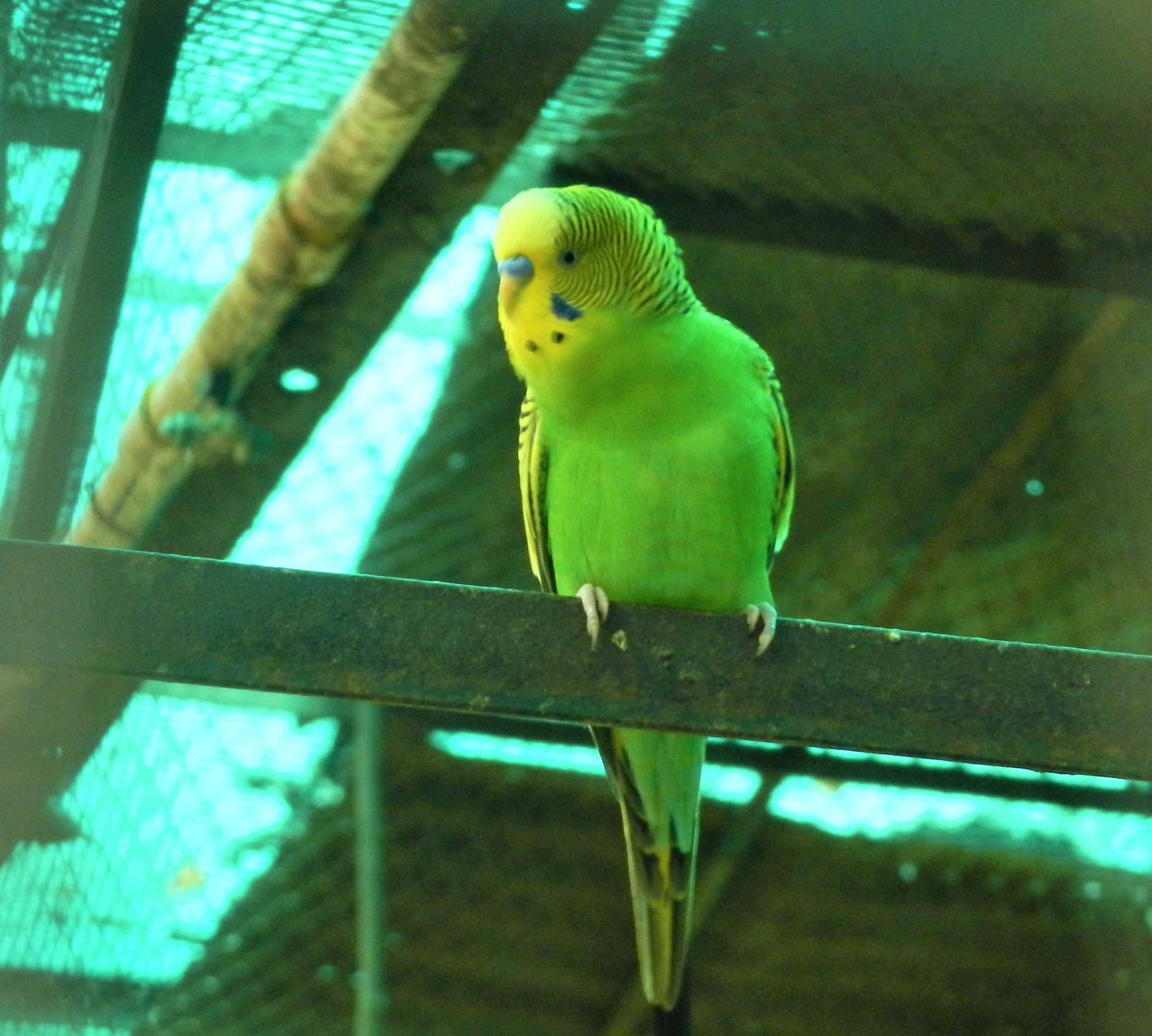 Budgerigar