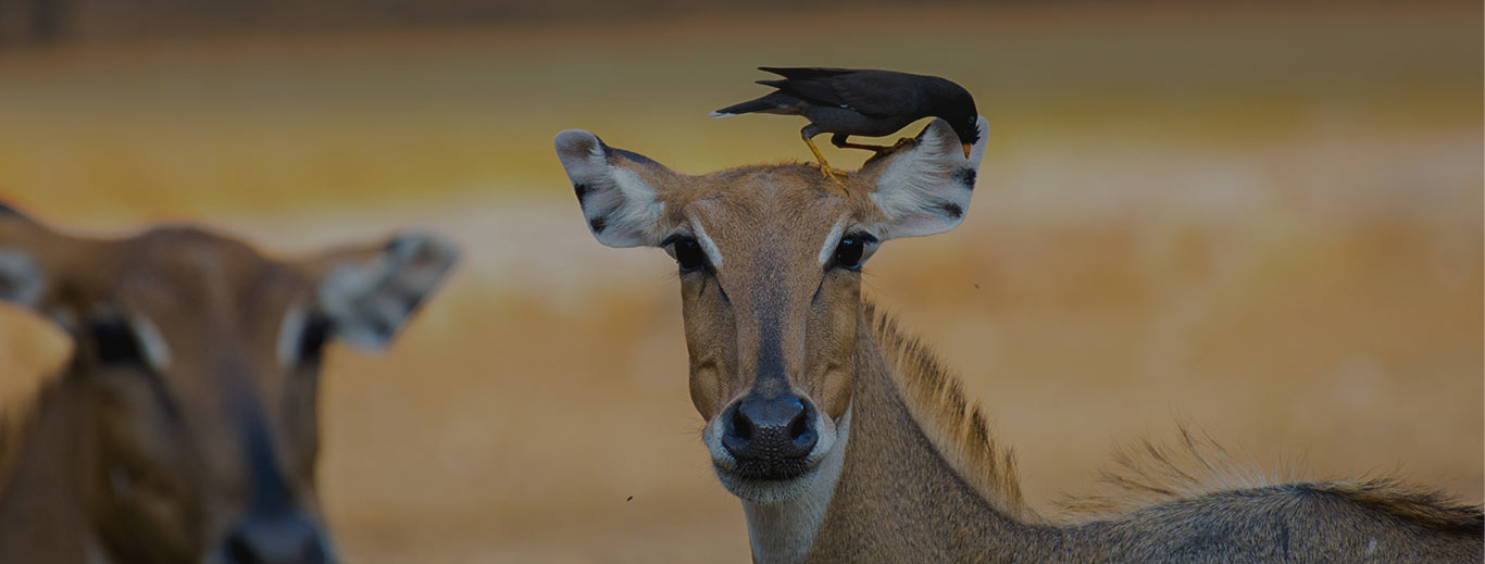 tourist places in mysore zoo