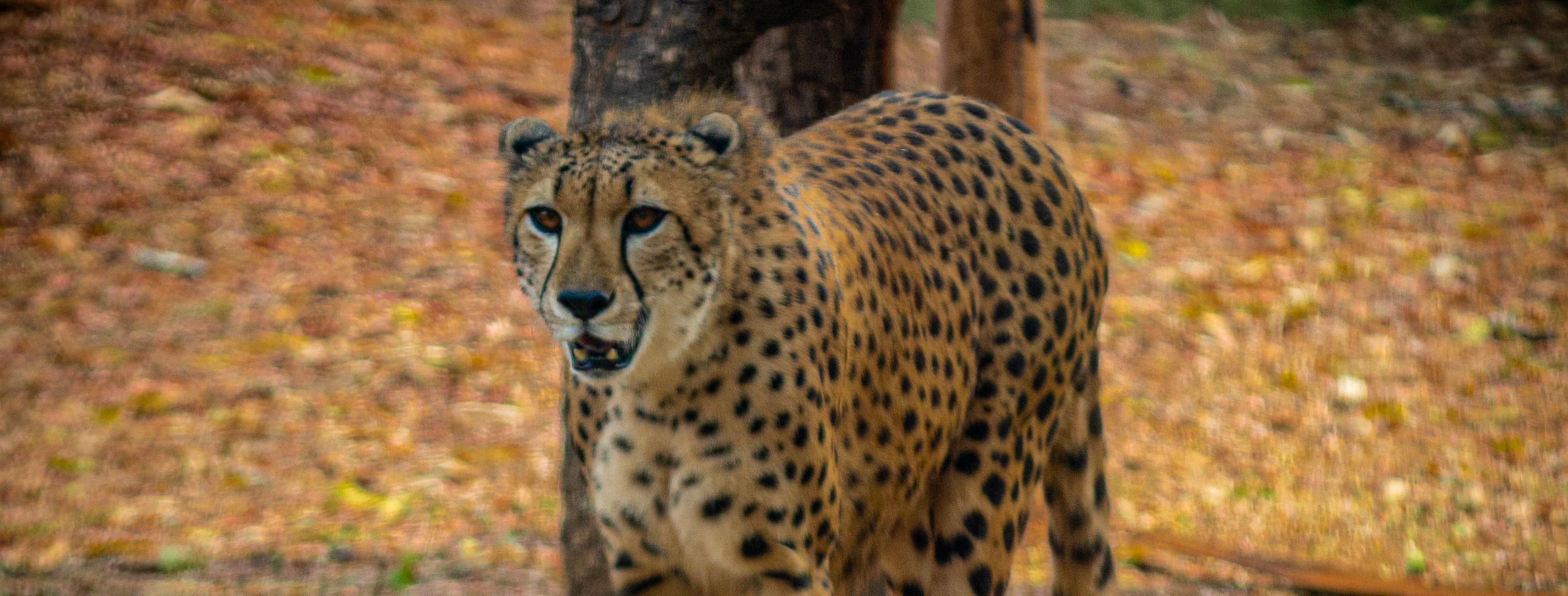 Mysuru Zoo Mysuru Zoo