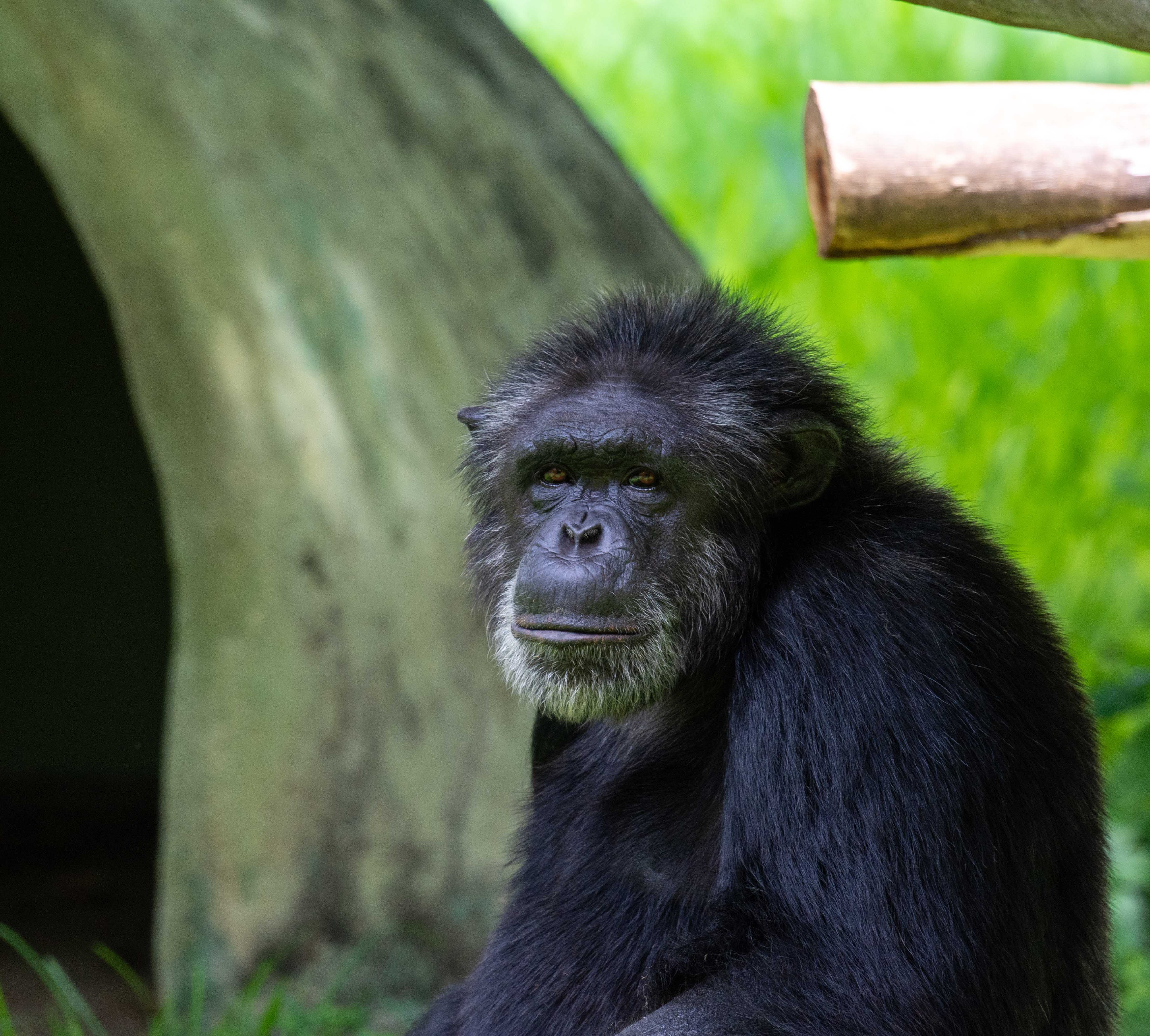 Chimpanzee