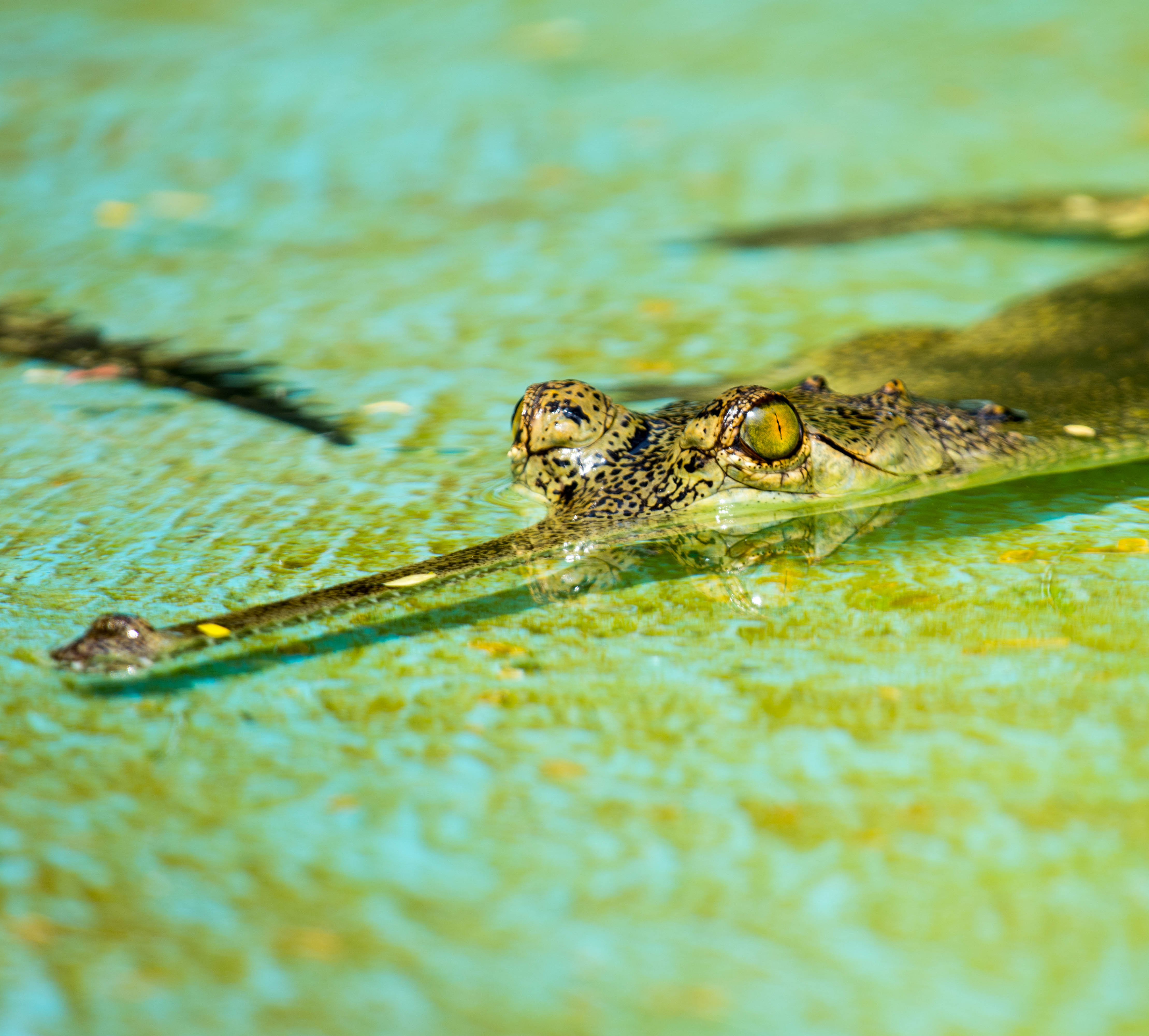 Gharial