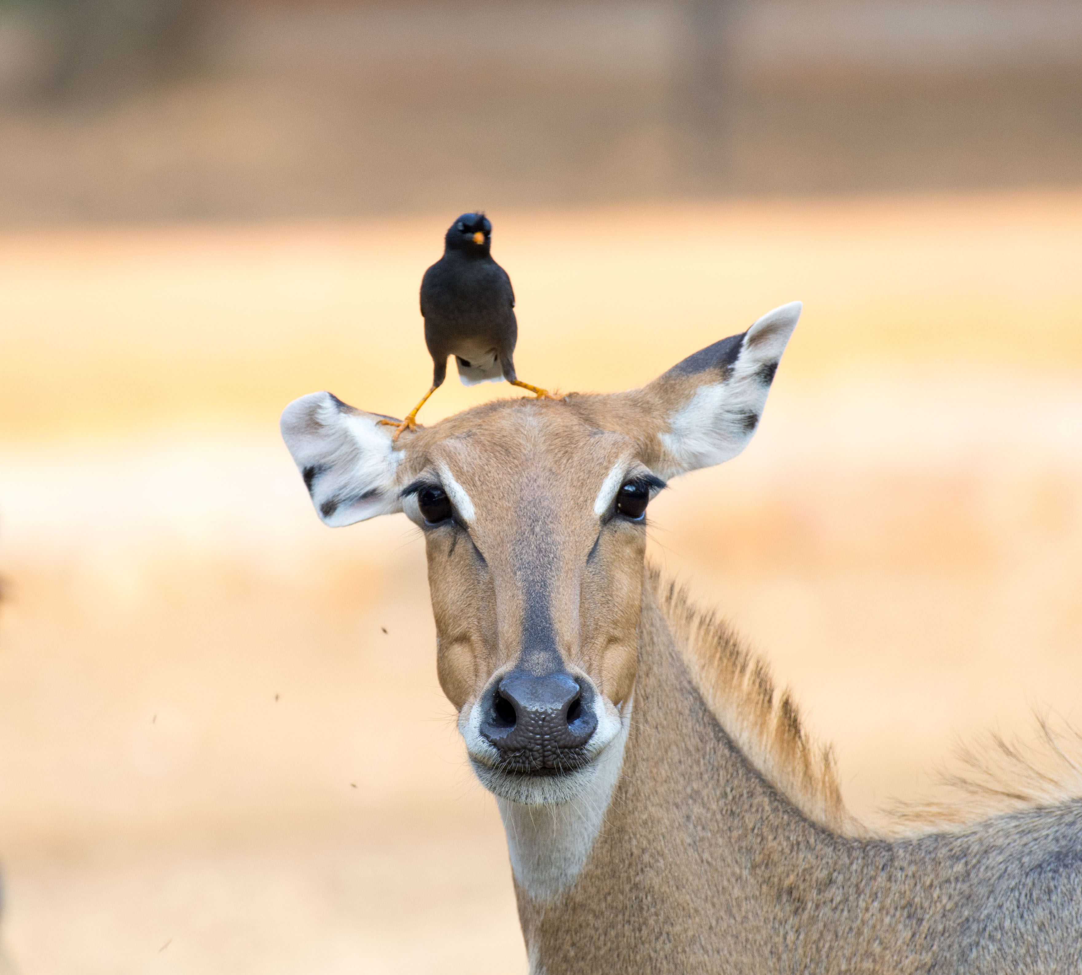 Nilgai
