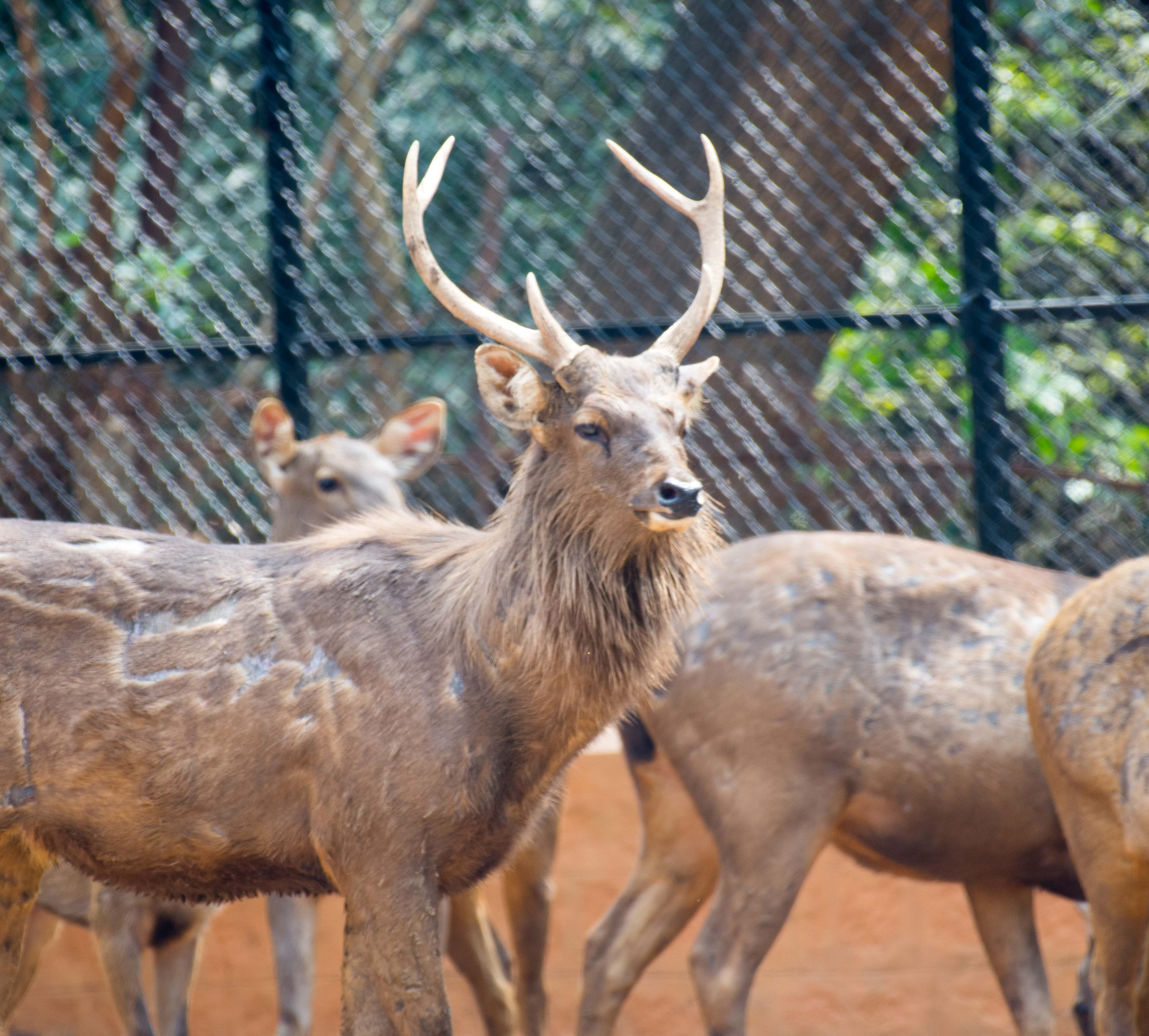 Sambar Deer
