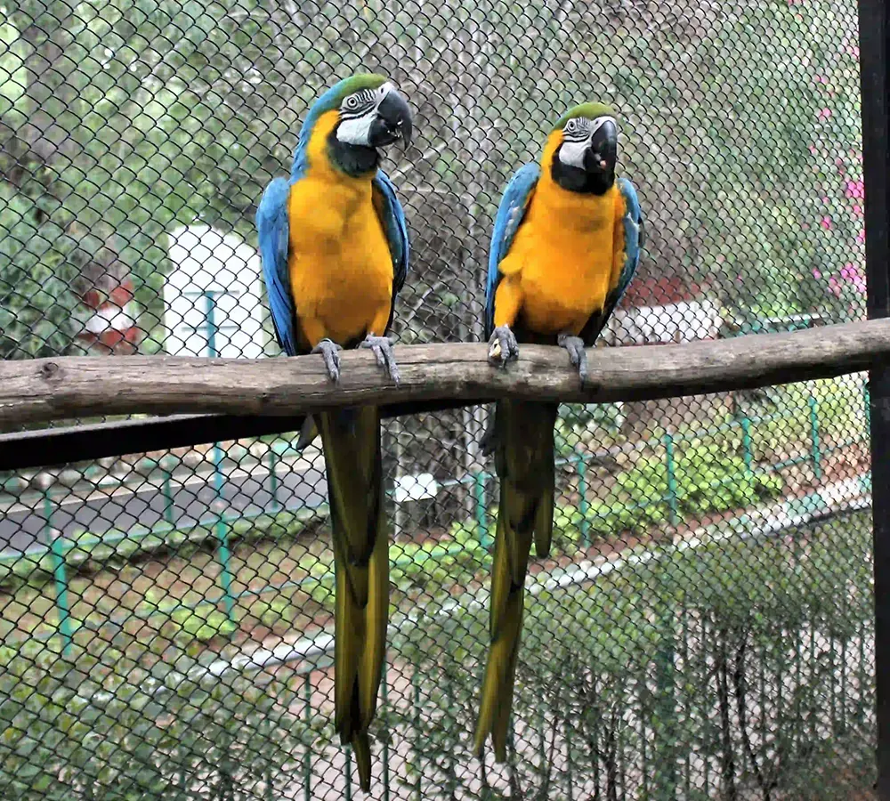 Blue Gold Macaw