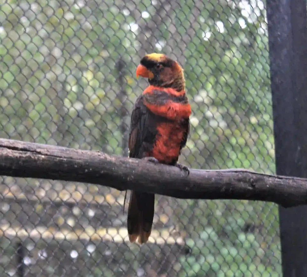 Dusky Lory