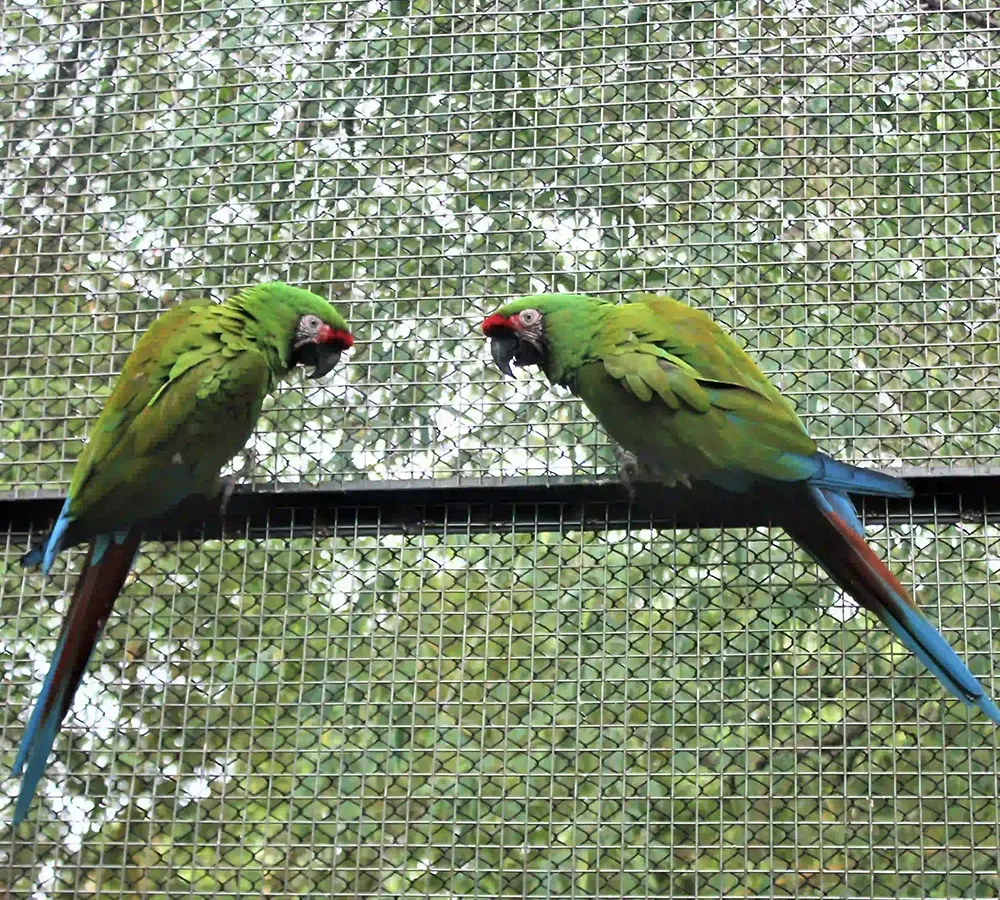 Military Macaw