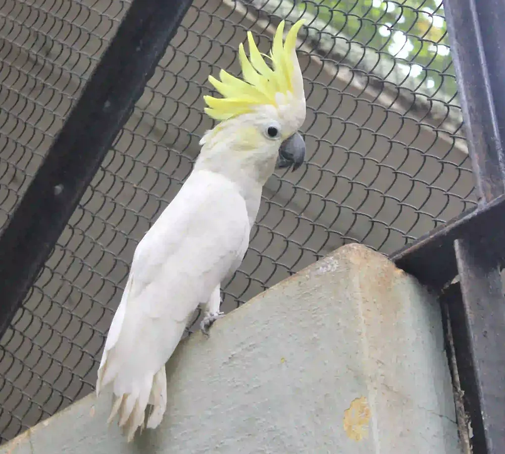 Sulphur Crested Cockatoo