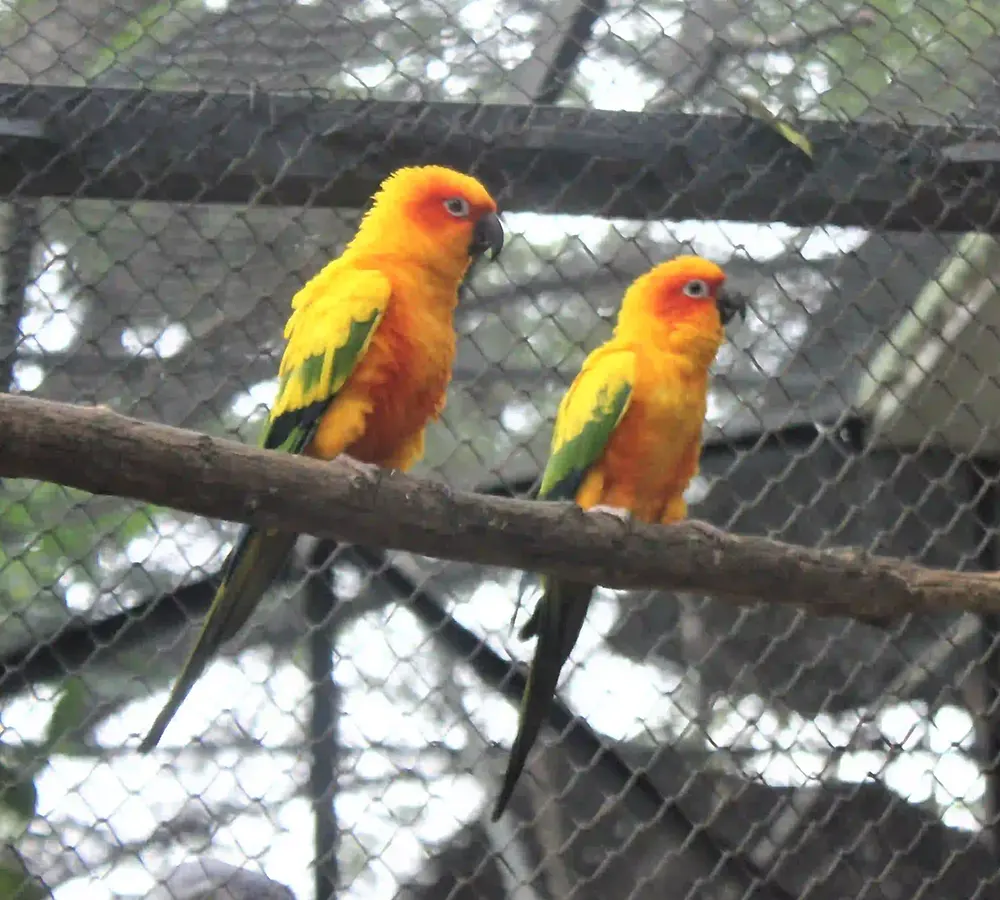 Sun Conures