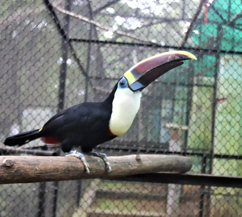 Toucan