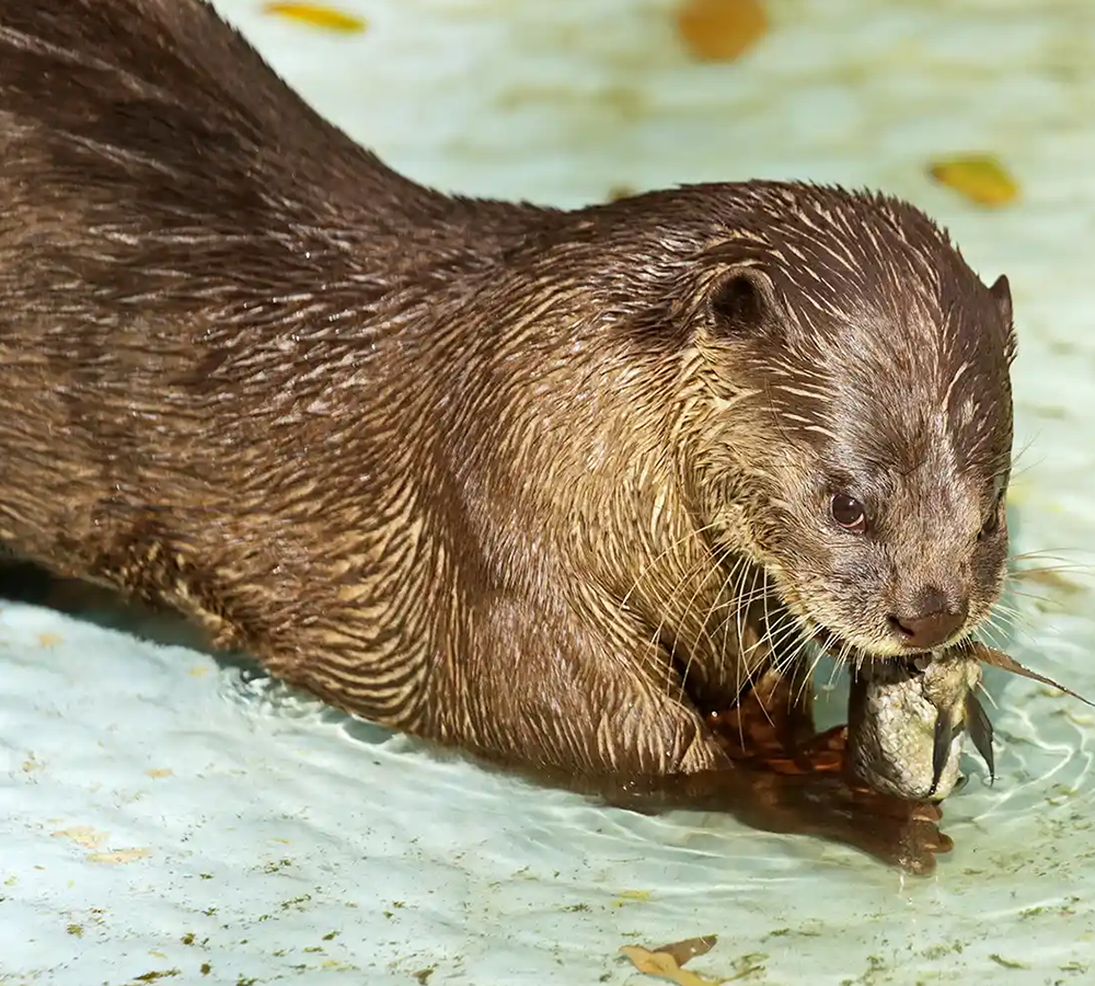 Otter