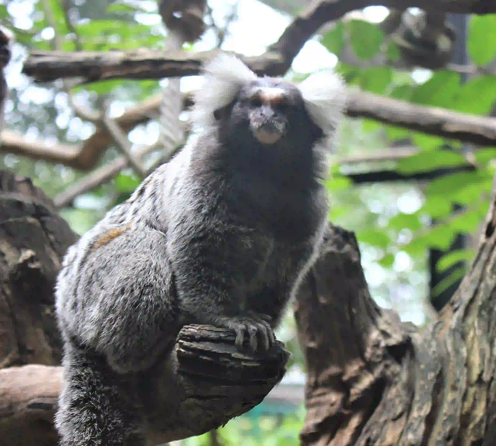 Marmoset