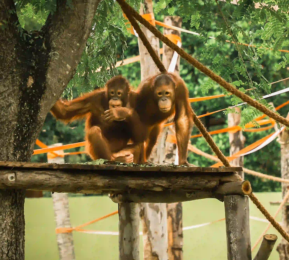 Orangutan