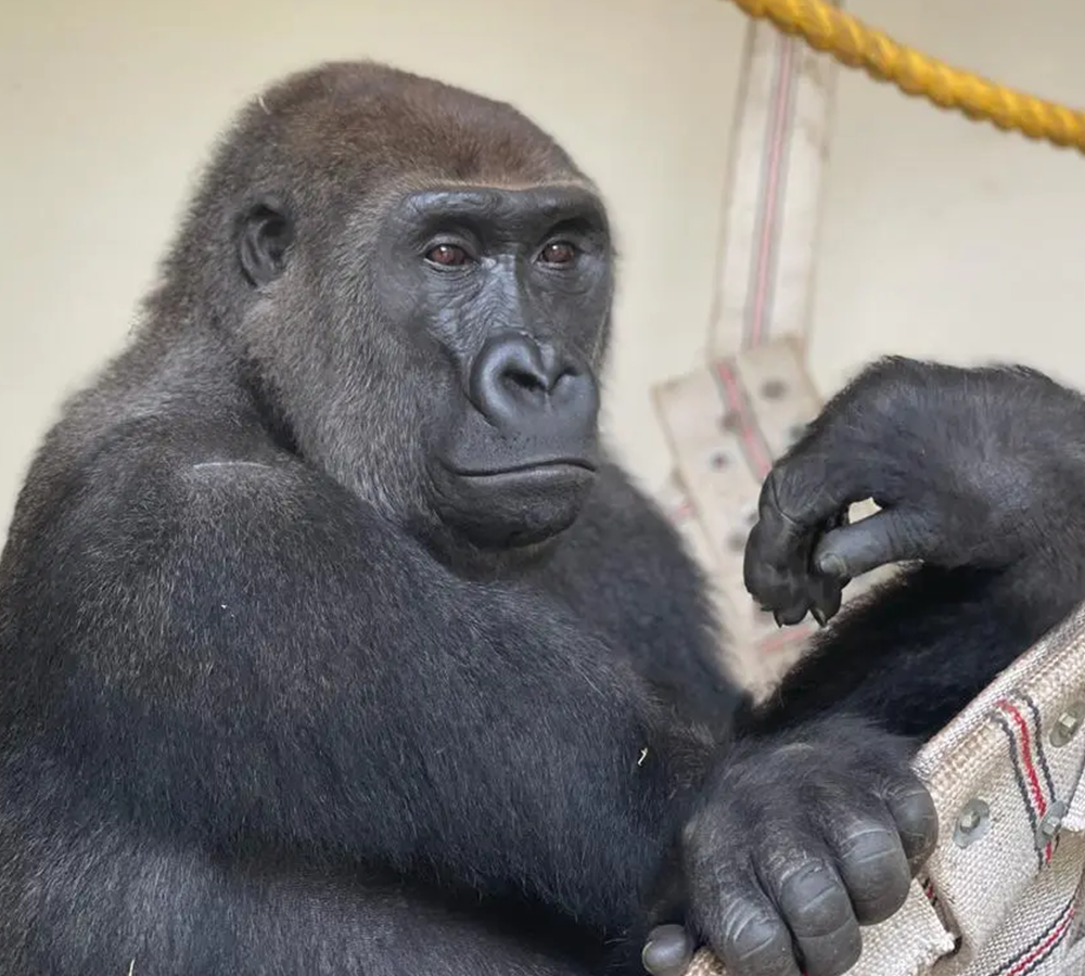 Gorilla