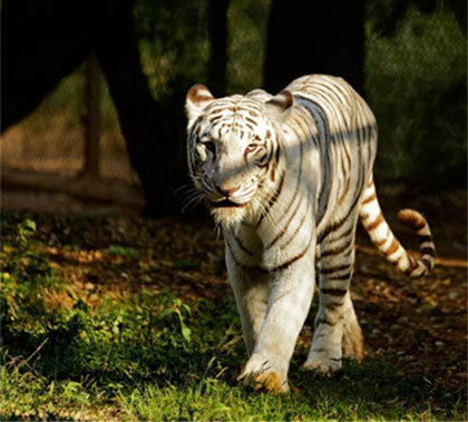White Tiger