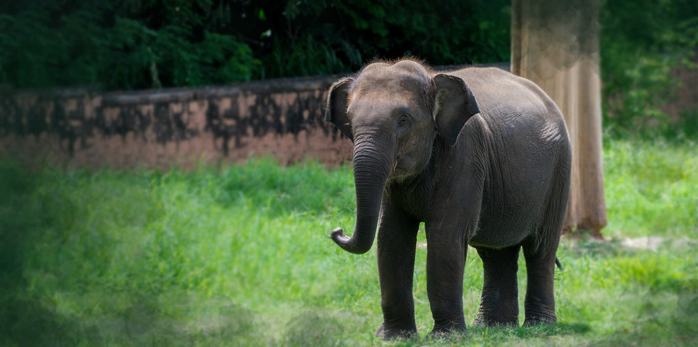 Mysuru Zoo Mysuru Zoo