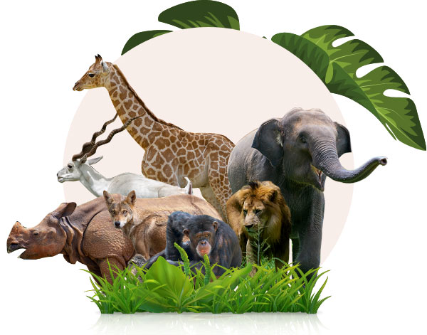 Mysuru Zoo Mysuru Zoo